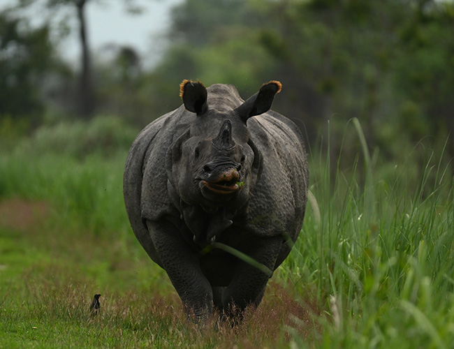 Wildlife tour to Kaziranga National Park (2 Nights / 3 Days)