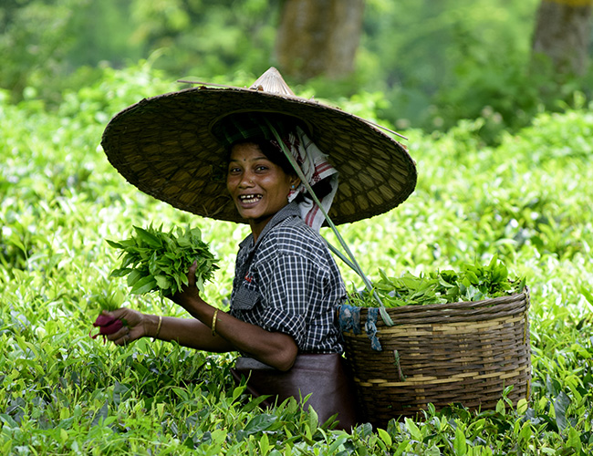 Assam Chapter – Culture, Heritage, Wildlife & Tea Tour (7 Nights / 8 Days)