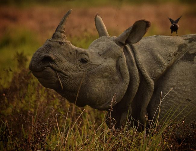 Wilderness Kaziranga & Meghalaya Chapter (9 Nights / 10 Days)